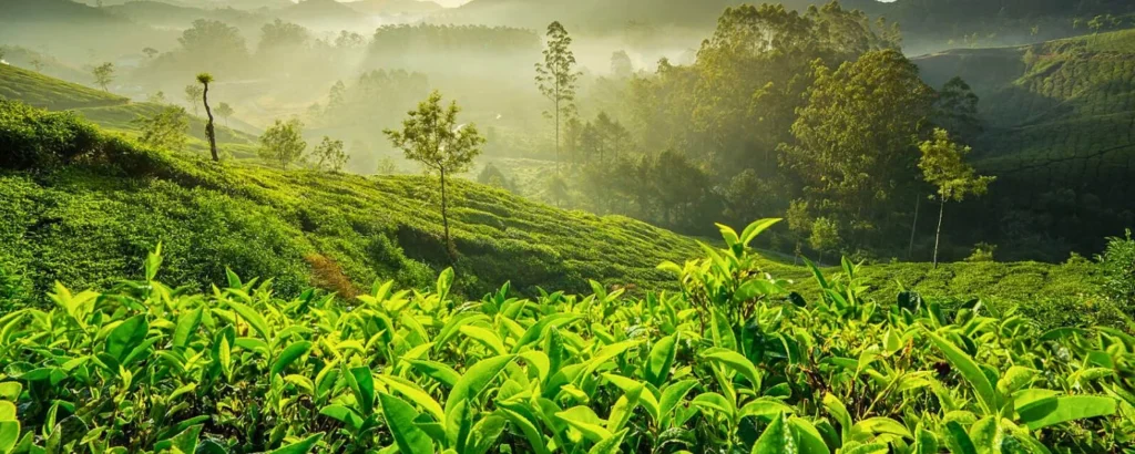 Dense green hills and coffee estates in Coorg during monsoon