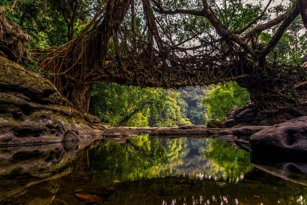 Meghalaya's living root bridges.