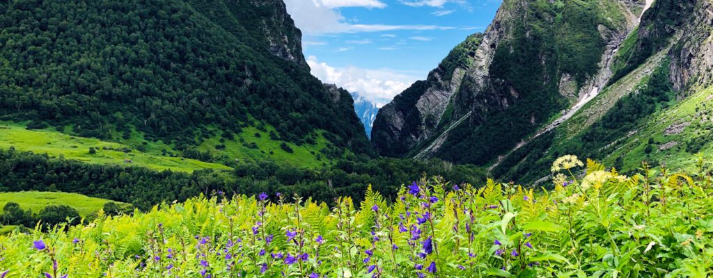 Blooming alpine flowers in the Himalayan valley in July