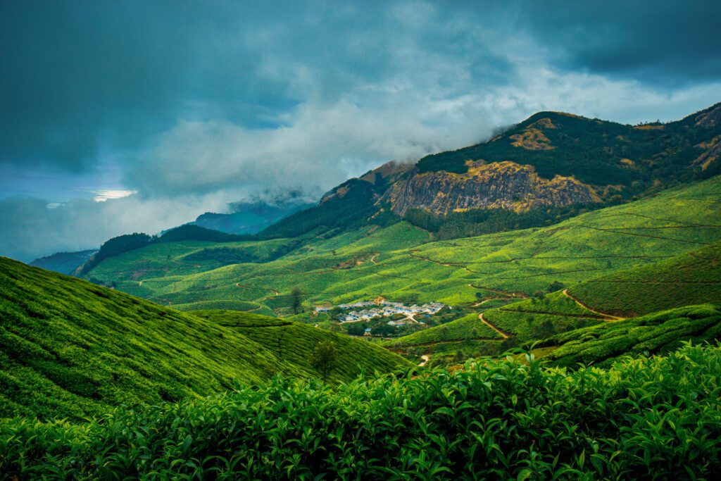 misty kerala tea plantation